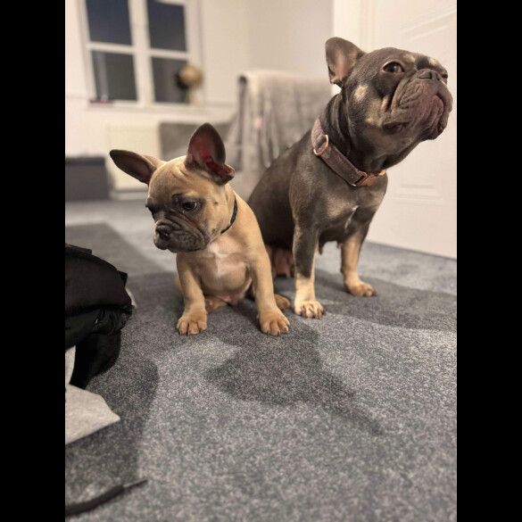 French Bulldog - Dogs