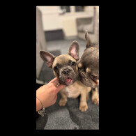 French Bulldog - Dogs