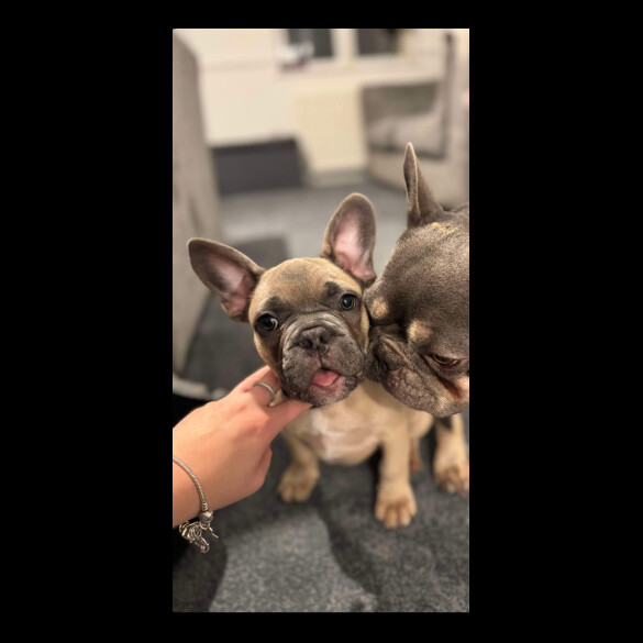 French Bulldog - Dogs