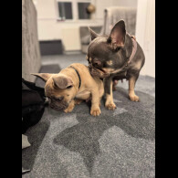 French Bulldog - Dogs