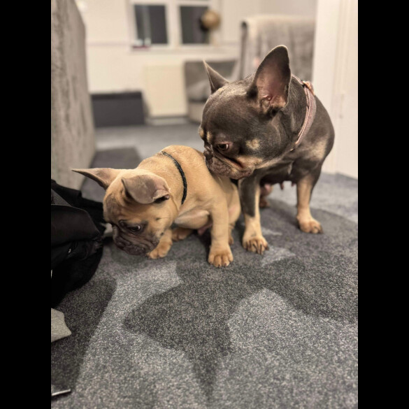 French Bulldog - Dogs
