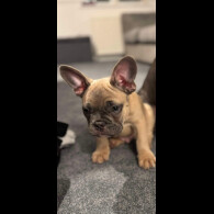 French Bulldog - Dogs