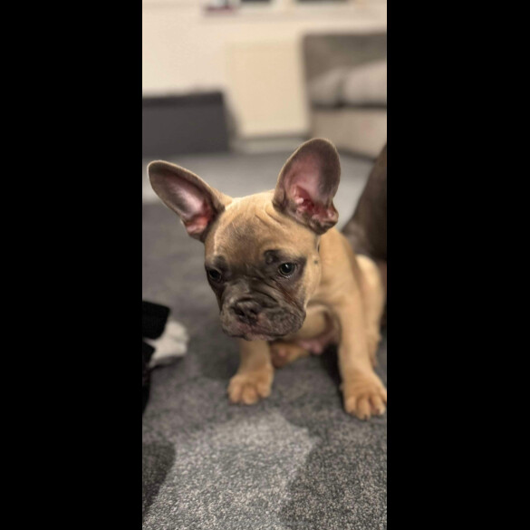 French Bulldog - Dogs