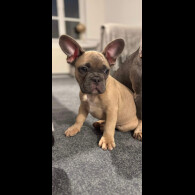 French Bulldog - Dogs