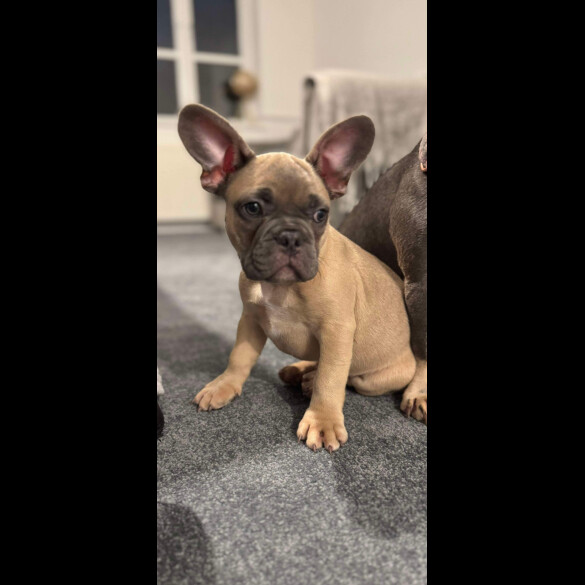 French Bulldog - Dogs
