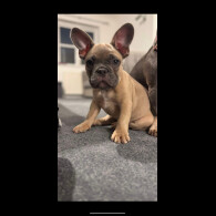 French Bulldog - Dogs