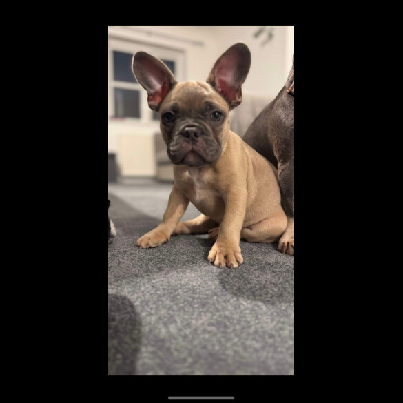 French Bulldog - Dogs