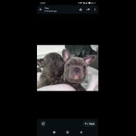French Bulldog - Dogs