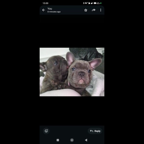 French Bulldog - Dogs