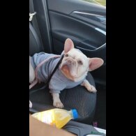 French Bulldog - Dogs