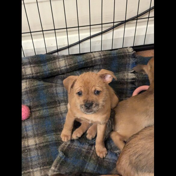 Mixed Breed - Dogs