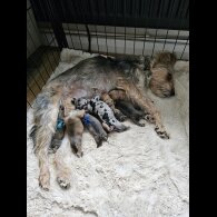 Mixed Breed - Dogs