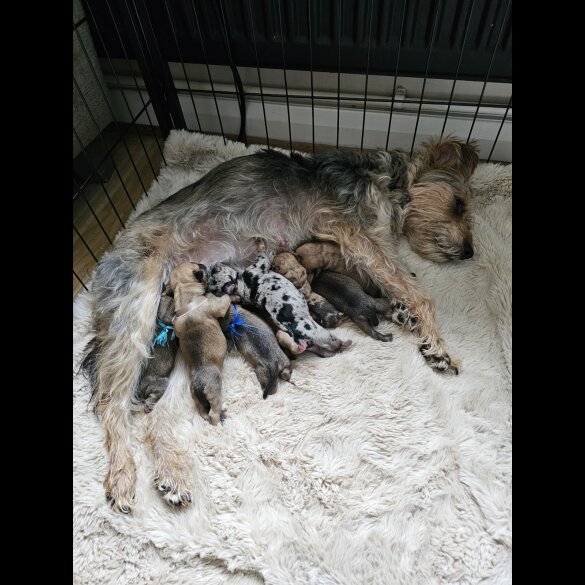 Mixed Breed - Dogs