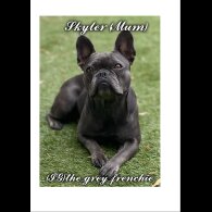 French Bulldog - Both