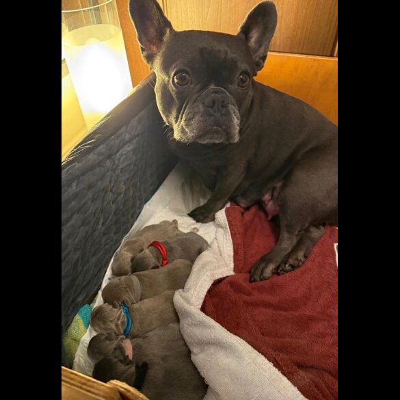 French Bulldog - Both