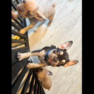 French Bulldog - Both