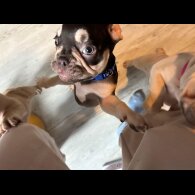 French Bulldog - Both