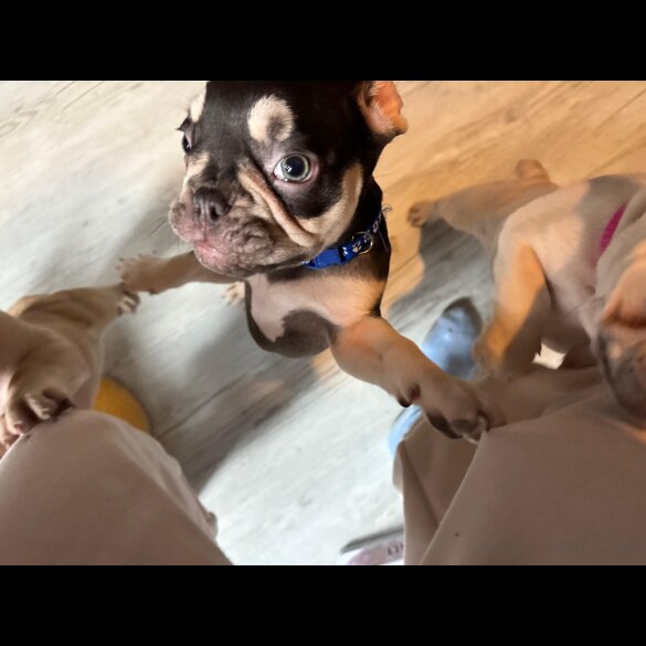 French Bulldog - Both