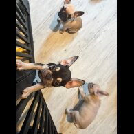 French Bulldog - Both