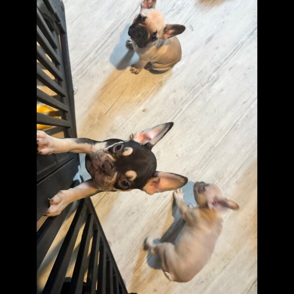 French Bulldog - Both