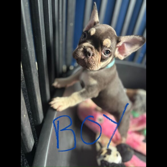 French Bulldog - Both