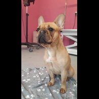 French Bulldog - Both