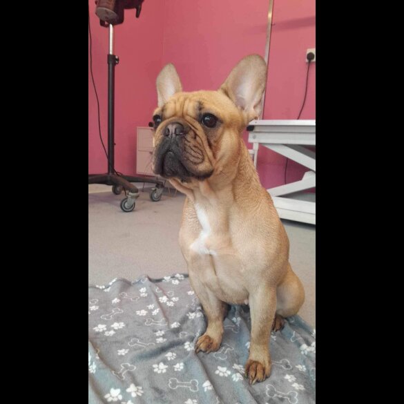 French Bulldog - Both