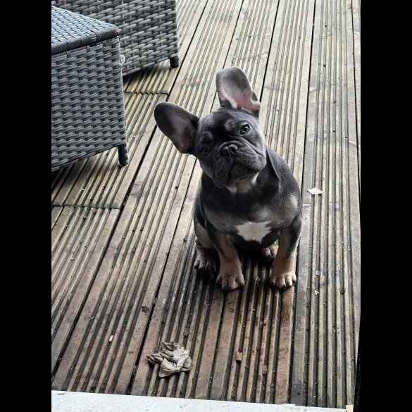 French Bulldog - Both