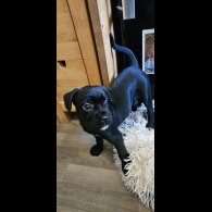 Mixed Breed - Both