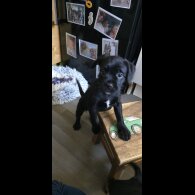 Mixed Breed - Both
