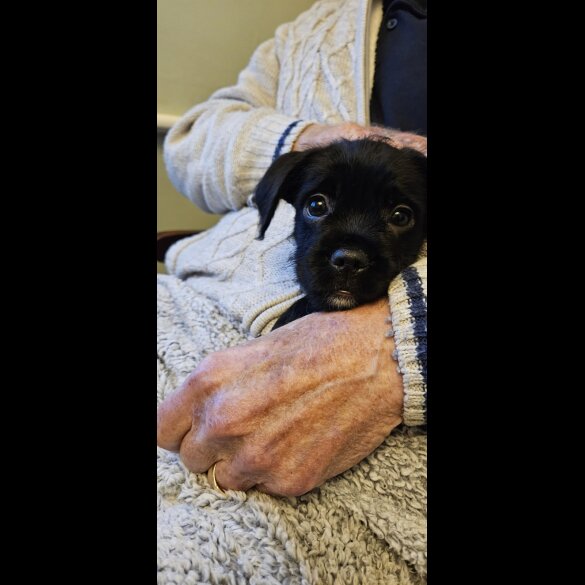Mixed Breed - Both