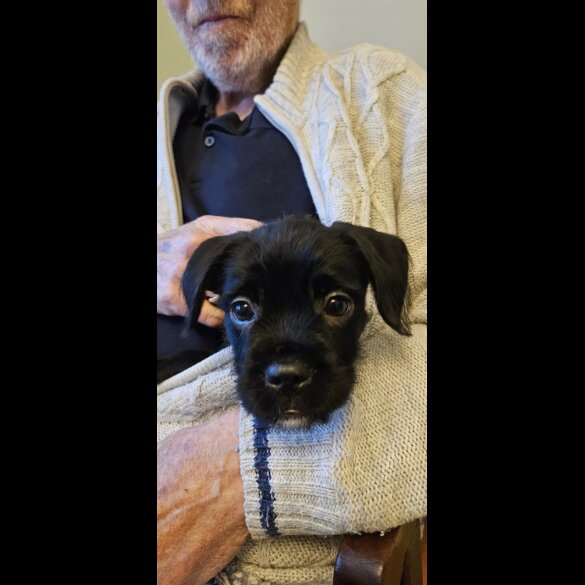 Mixed Breed - Both