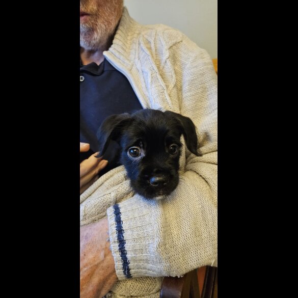 Mixed Breed - Both