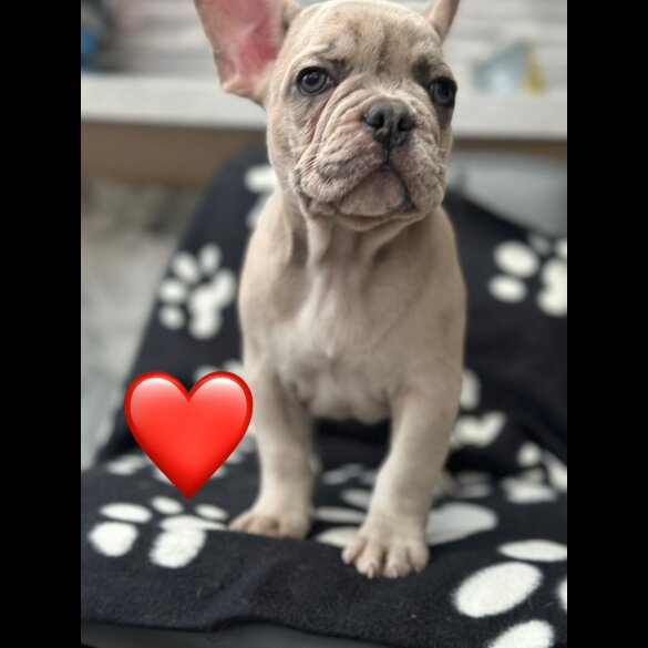 French Bulldog - Both