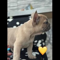 French Bulldog - Both