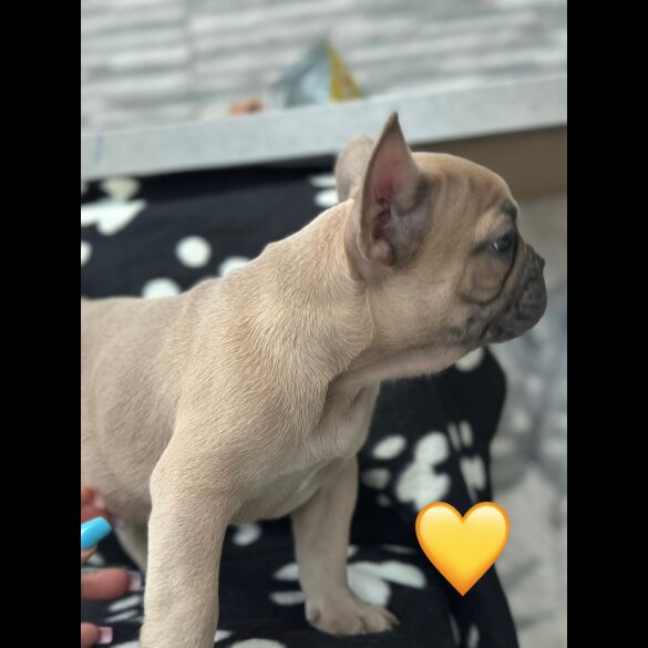French Bulldog - Both