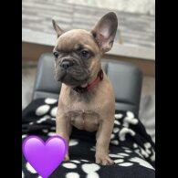 French Bulldog - Both