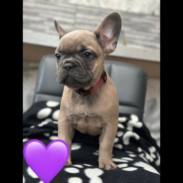 French Bulldog - Both