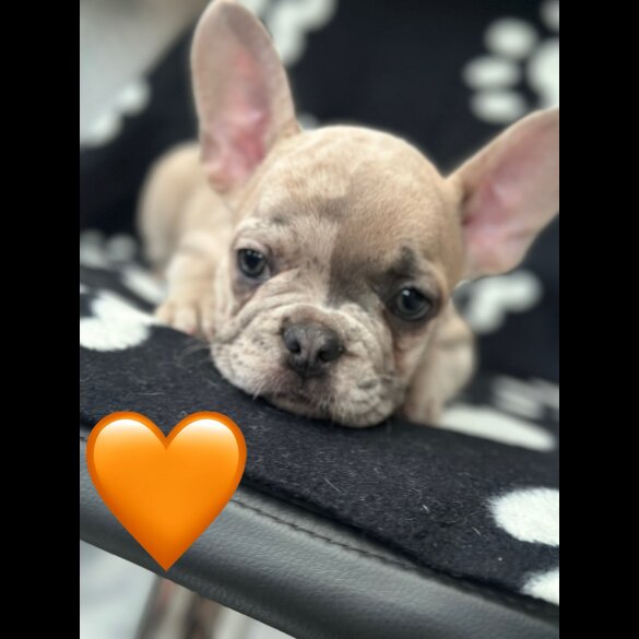 French Bulldog - Both