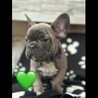 French Bulldog - Both