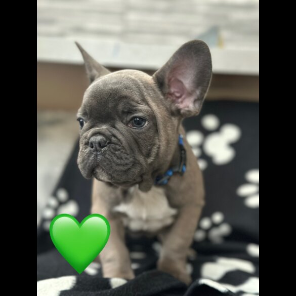 French Bulldog - Both