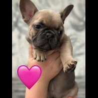 French Bulldog - Both