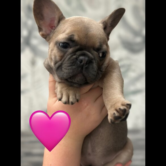 French Bulldog - Both