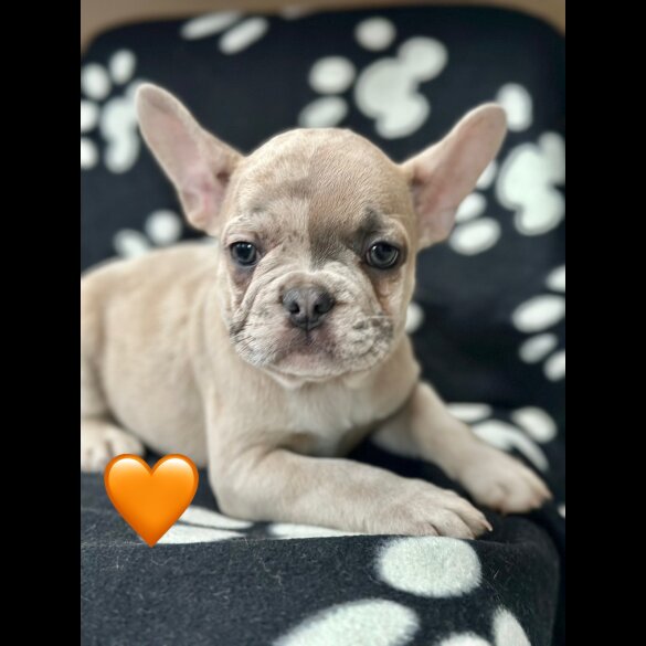 French Bulldog - Both