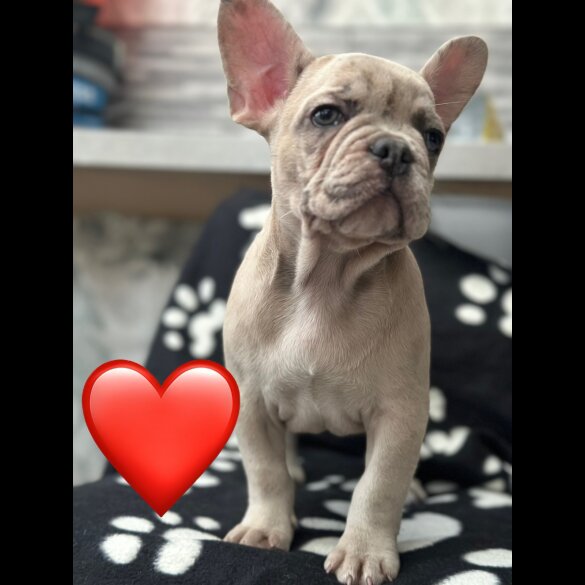 French Bulldog - Both