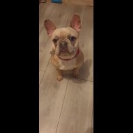 French Bulldog - Both
