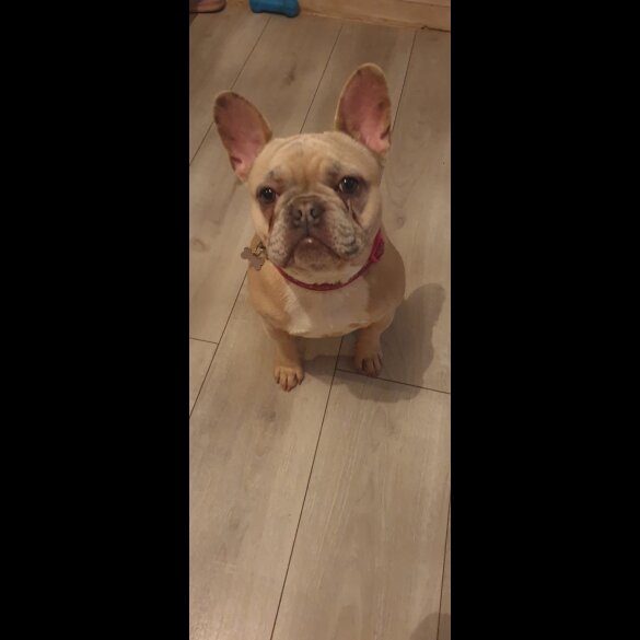 French Bulldog - Both