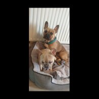 French Bulldog - Both