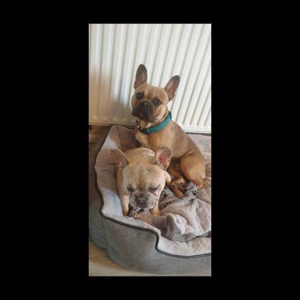 French Bulldog - Both