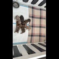 French Bulldog - Both